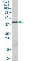 Anti-WNT3 Goat Polyclonal Antibody