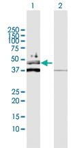 Anti-FARS2 Rabbit Polyclonal Antibody