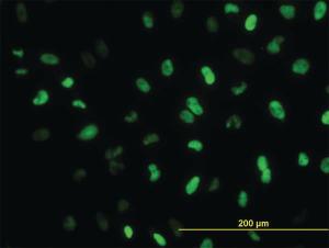 Anti-MEIS2 Mouse Monoclonal Antibody [clone: 1H4]