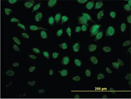 Anti-PTBP3 Mouse Monoclonal Antibody [clone: 4C9]