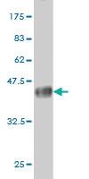 Anti-MTF1 Mouse Monoclonal Antibody [clone: 3G12]