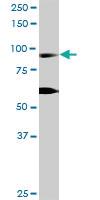 Anti-RIN1 Rabbit Polyclonal Antibody