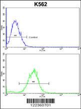 Anti-CDC5L Rabbit Polyclonal Antibody (AP (Alkaline Phosphatase))