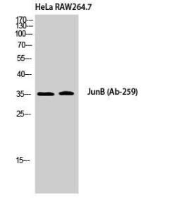 Western blot analysis of HeLa RAW264.7 cells using Anti-JunB Antibody