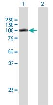 Anti-RIN1 Rabbit Polyclonal Antibody