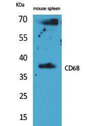 Anti-CD68 antibody