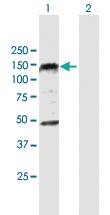 Anti-PHC1 Mouse Polyclonal Antibody