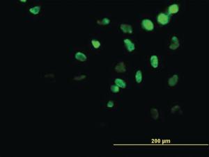 Anti-HOXA11 Mouse Monoclonal Antibody [clone: 5A3]