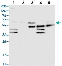 Anti-PLEKHN1 Rabbit Polyclonal Antibody