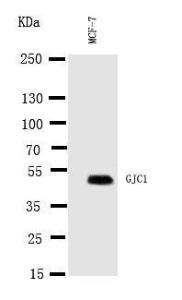 Anti-Connexin 45/GJA7 Rabbit Antibody