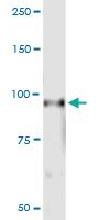 Anti-RIN1 Rabbit Polyclonal Antibody