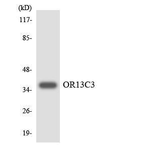 Western blot analysis of the lysates from HeLa cells using Anti-OR13C3 Antibody