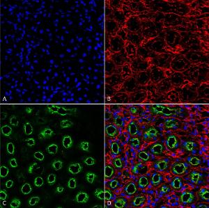 Immunohistochemistry analysis of rat kidney, fixed in formalin and paraffin-embedded