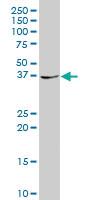 Anti-PBX4 Mouse Polyclonal Antibody