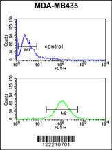 Anti-NARFL Rabbit Polyclonal Antibody