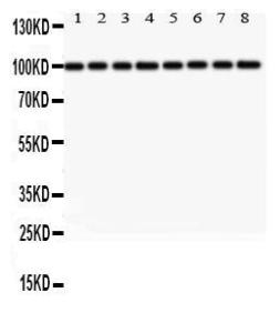 Anti-MTDH Rabbit Polyclonal Antibody