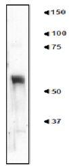 Anti-Nucleobindin 2 Antibody