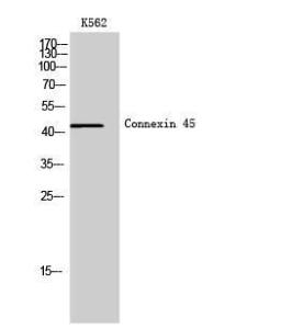 Western blot analysis of K562 cells using Anti-GJC1 Antibody