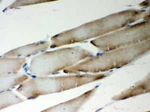 Anti-MTDH Rabbit Polyclonal Antibody