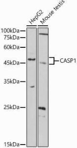 Antibody A309034-100 100 µl