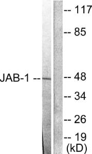 Western blot analysis of lysates from LOVO cells using Anti-JAB1 Antibody. The right hand lane represents a negative control, where the antibody is blocked by the immunising peptide