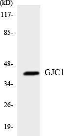 Western blot analysis of the lysates from K562 cells using Anti-GJC1 Antibody