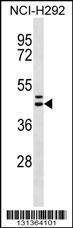 Anti-MLNR Rabbit Polyclonal Antibody (AP (Alkaline Phosphatase))