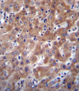 Anti-I23O2 Rabbit Polyclonal Antibody (PE (Phycoerythrin))