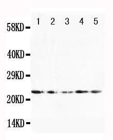 Anti-FGF10 Rabbit Polyclonal Antibody