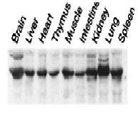 Anti-Nucleobindin 2 Antibody