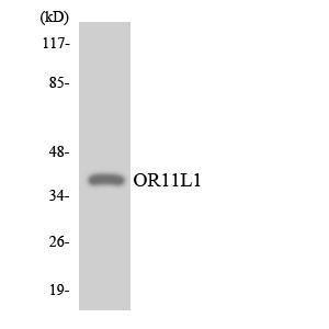 Western blot analysis of the lysates from COLO205 cells using Anti-OR11L1 Antibody