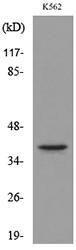 Western blot analysis of lysate from K562 cells using Anti-GJA5 Antibody