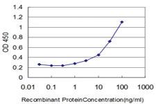 Anti-HOXA11 Mouse Monoclonal Antibody [clone: 5A3]