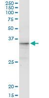 Anti-CGREF1 Mouse Monoclonal Antibody [clone: 2D7]