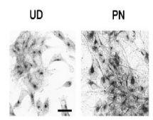 Anti-Nucleobindin 2 Antibody