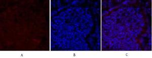 Anti-Smad2 + Smad3 Rabbit Polyclonal Antibody