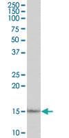 Anti-AIF1 Goat Polyclonal Antibody