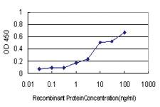 Anti-CGREF1 Mouse Monoclonal Antibody [clone: 2D7]