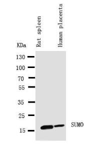 Anti-Sumo 1 Rabbit Antibody