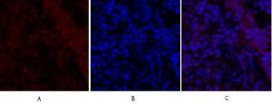 Anti-Smad2 + Smad3 Rabbit Polyclonal Antibody