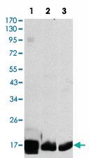 Anti-COX4I1 Mouse Monoclonal Antibody [clone: 6B3]