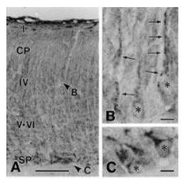 Anti-Nucleobindin 2 Antibody