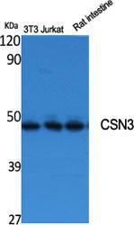 Western blot analysis of various cells using Anti-JAB1 Antibody