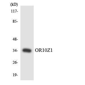 Anti-OR10Z1 antibody