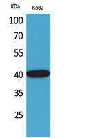 Western blot analysis of K562 cells using Anti-GJA5 Antibody