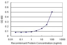 Anti-NUDT1 Antibody Pair