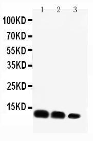 Anti-CXCL16 Rabbit Polyclonal Antibody