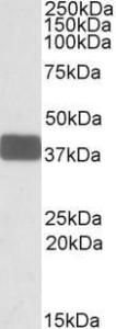 Anti-WNT9B Antibody (A84683) (03 µg/ml) staining of Human Brain Cerebellum lysate (35 µg protein in RIPA buffer) Primary incubation was 1 hour Detected by chemiluminescence