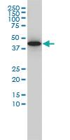 Anti-GNA13 Mouse Monoclonal Antibody [clone: 6F6-B5]