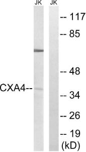 Anti-GJA4 antibody